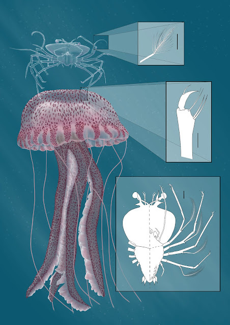 ILLUSTRACIENCIA tweet media