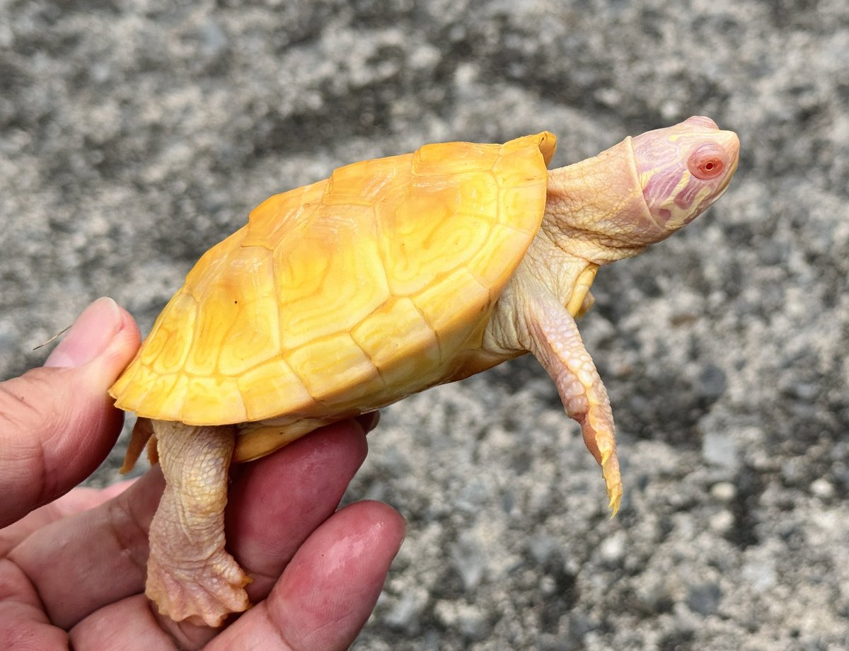 甲羅の黄色い蛍光色はもちろんなんだけど顔の肌色と葉脈の様な柄 甲羅の黄色い蛍光色はもちろんなんだけど顔の肌色と葉脈の様な柄