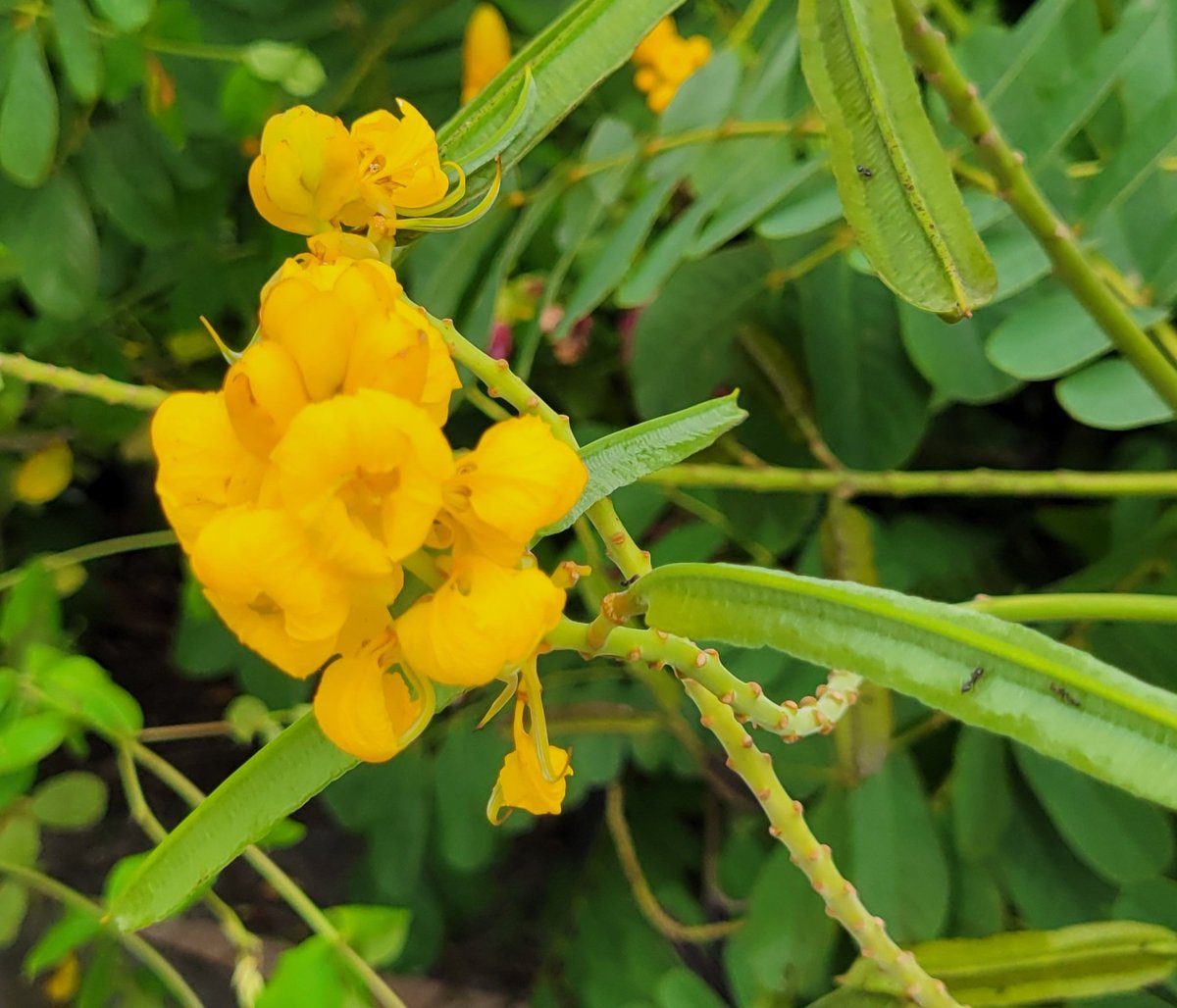 lillylune_vt's tweet photo. Happy Tuesday, my Little Lillies!!
Let's meet again this Thursday from 9-11pm EST (3/26). I'm thinking we'll keep enjoying the lovely spring vibes Stardew Valley has to offer.
Thank you, can't wait to see you all again! ☁️🩵☁️🩵
#Lilliesforlillylune #Vtuber #USGeneration https://t.co/jdh6MXwn2j