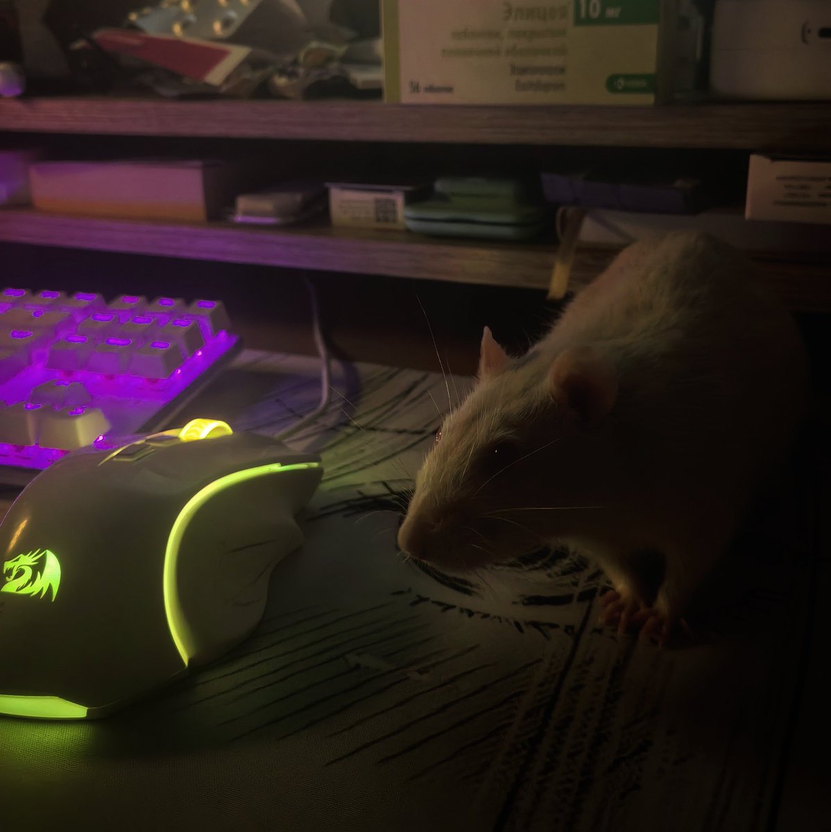 OWLMarinaD tweet media