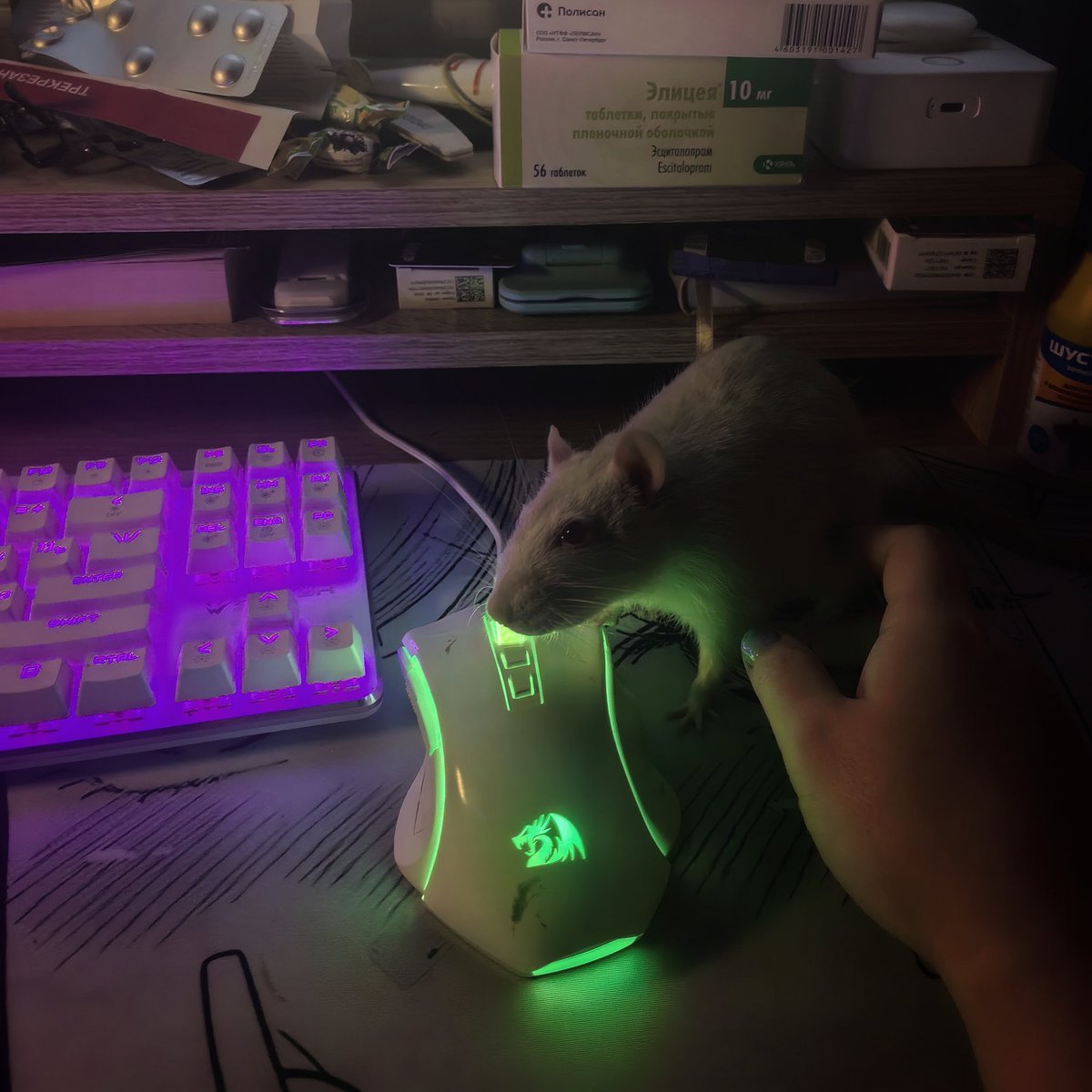 OWLMarinaD tweet media