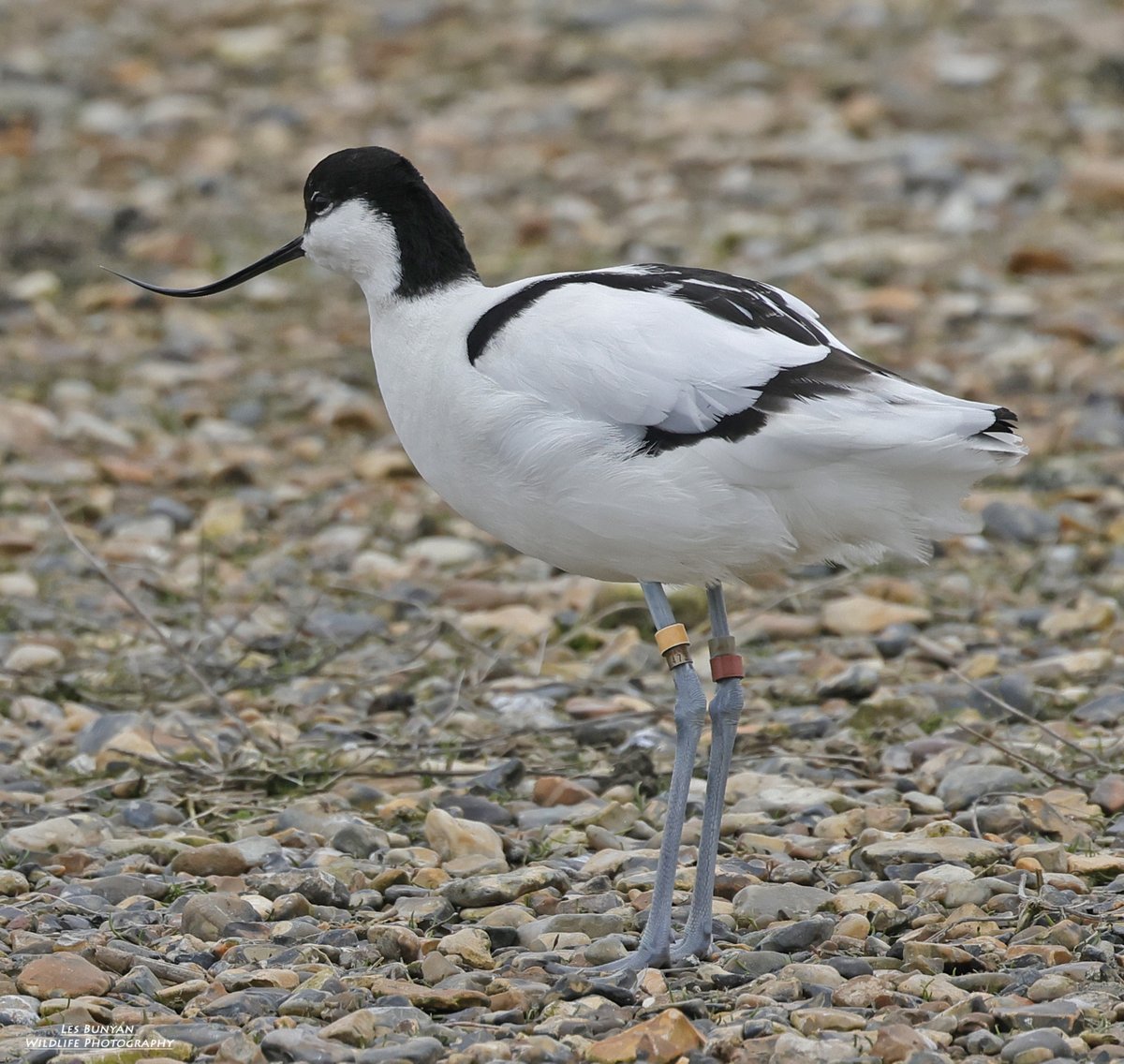 Les Bunyan 📷🍫🐻🦉🦅🏞🇬🇧 tweet media