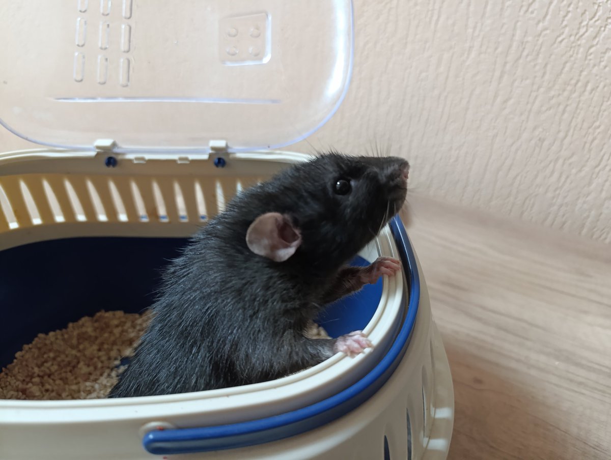 Программистесса tweet media