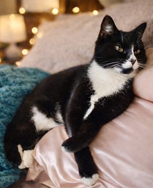 The Cat's Meow tweet media