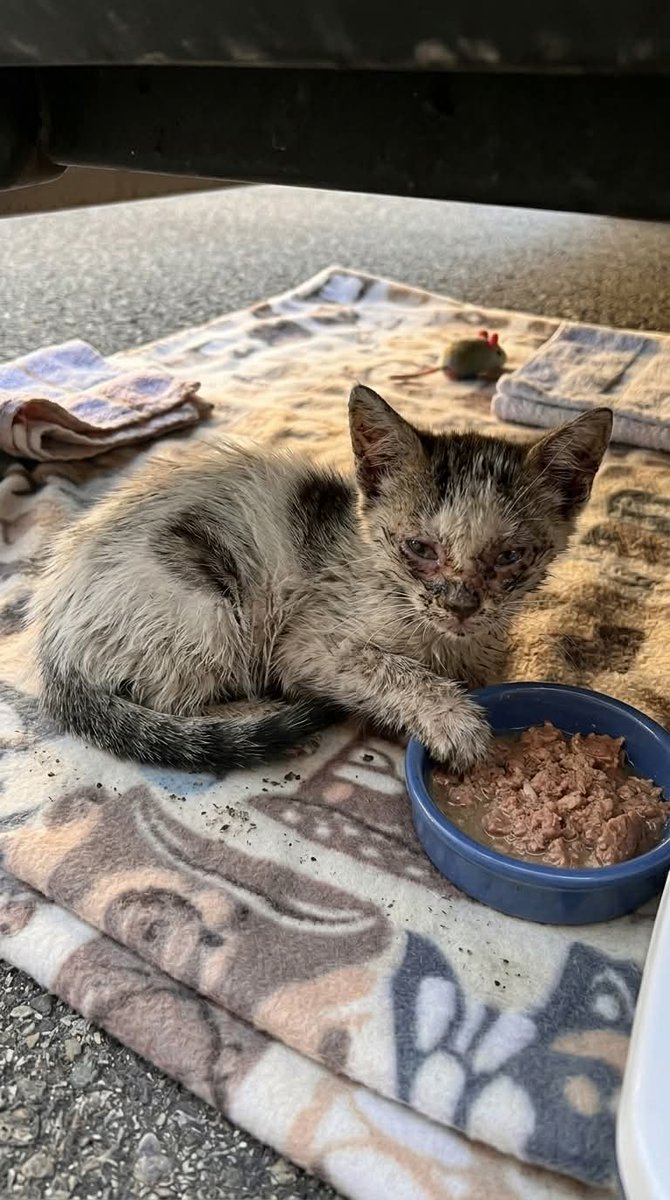 Eliana Alice tweet media