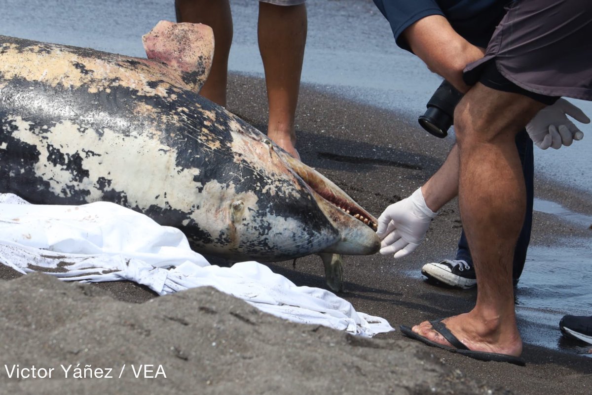 Félix Márquez tweet media