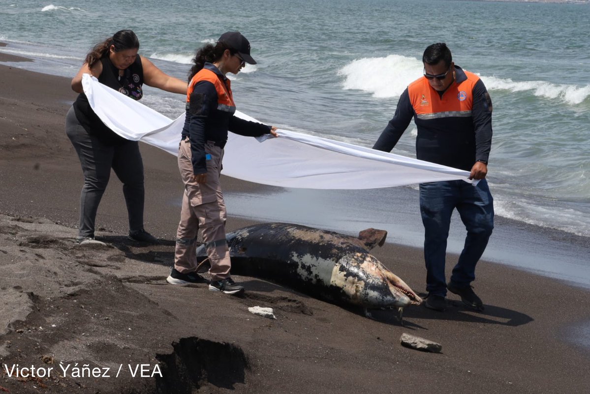 Félix Márquez tweet media