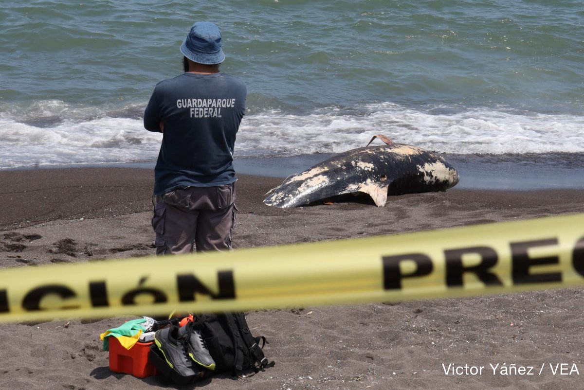 Félix Márquez tweet media