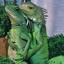 central heated rivalry tweet media