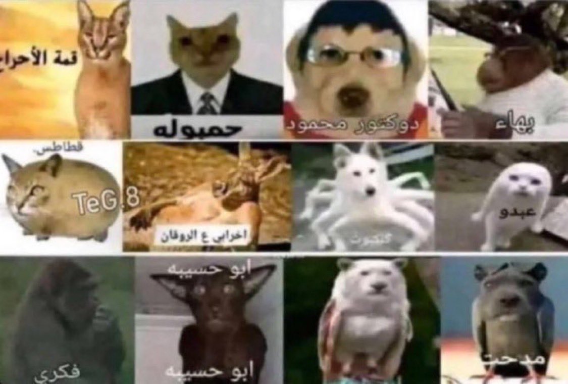 سعود tweet media