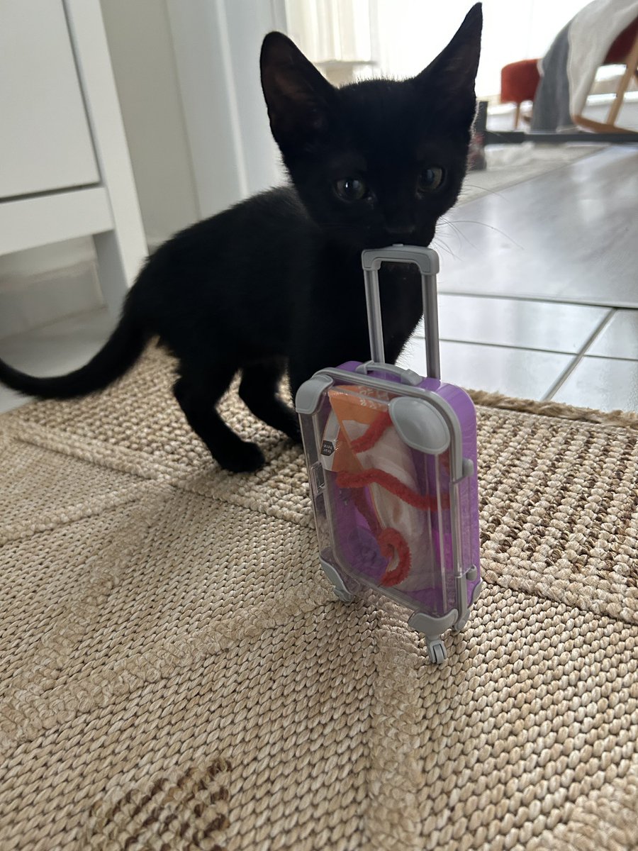 Nina𖤍❦︎~ tweet media