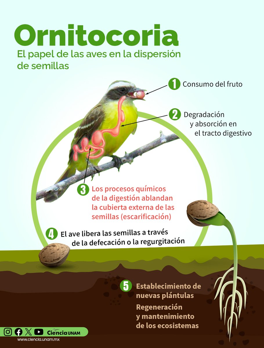 Ciencia UNAM tweet media