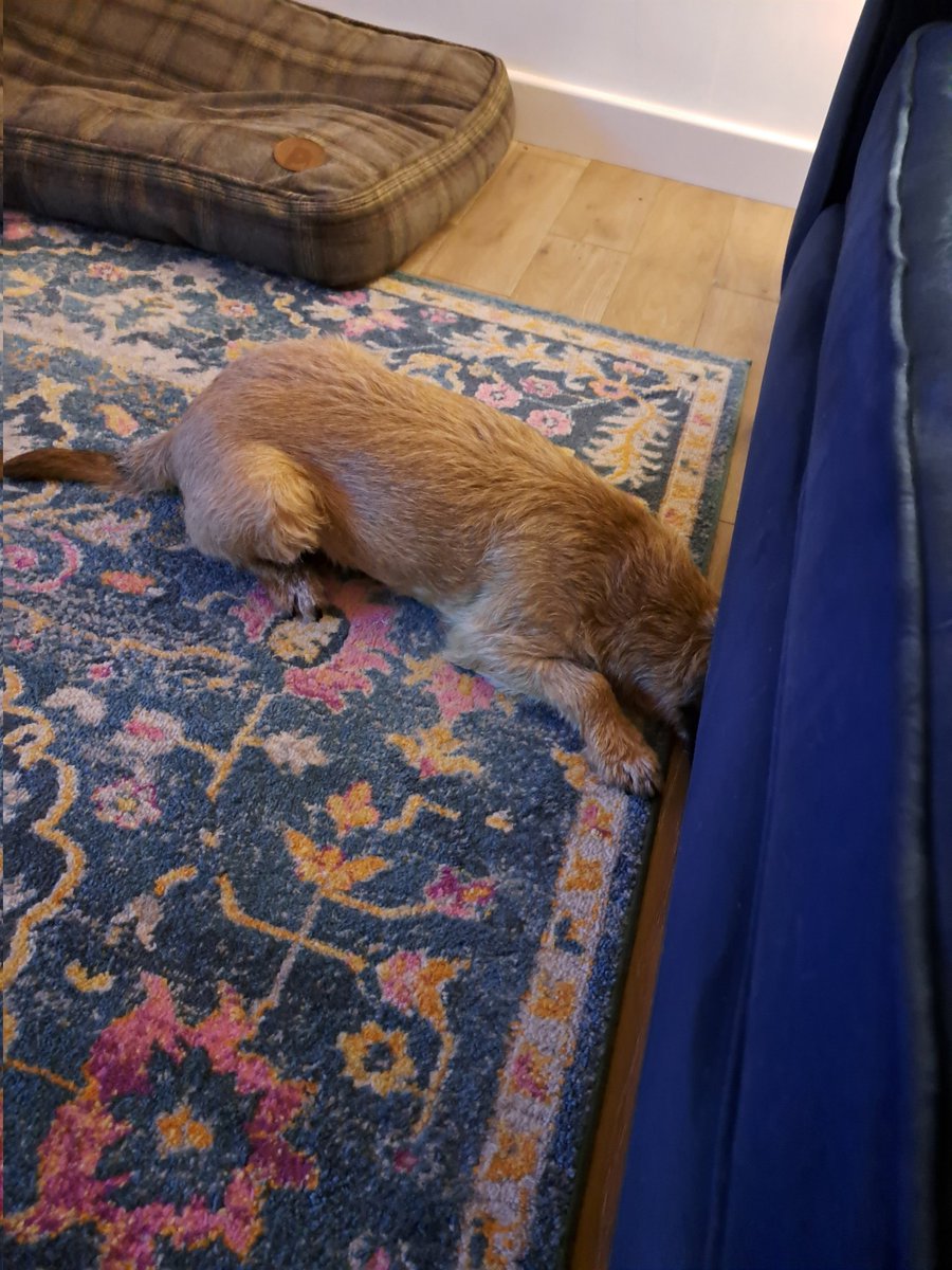 fraggleandpip's tweet photo. Pals...I seem to have misplaced my head 🤪🤣 #btposse #fraggle https://t.co/Ows8HXjrSY