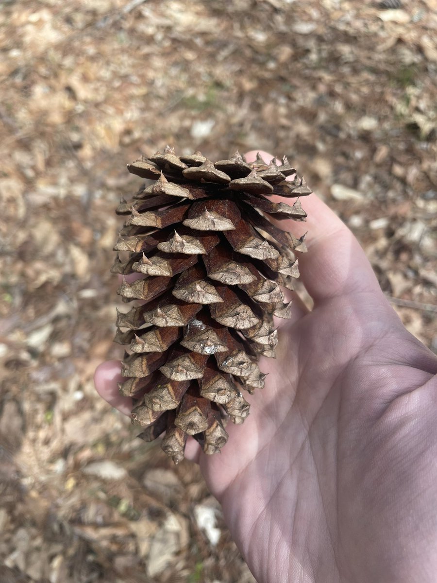 Catholic Woodsman tweet media