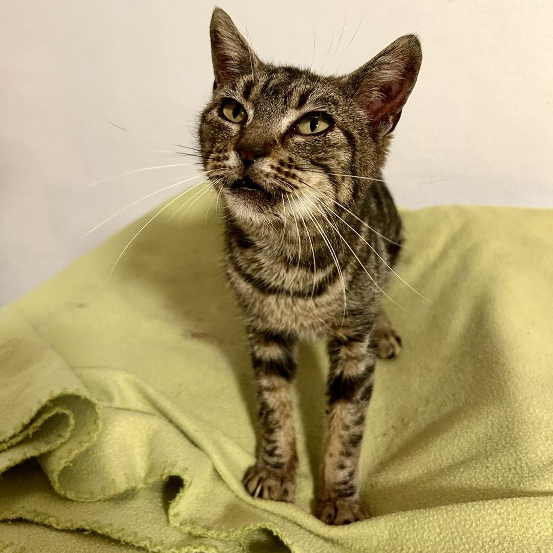 SOS Abuelos tweet media