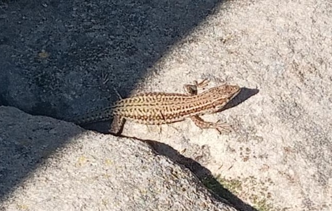 santiago rello tweet media