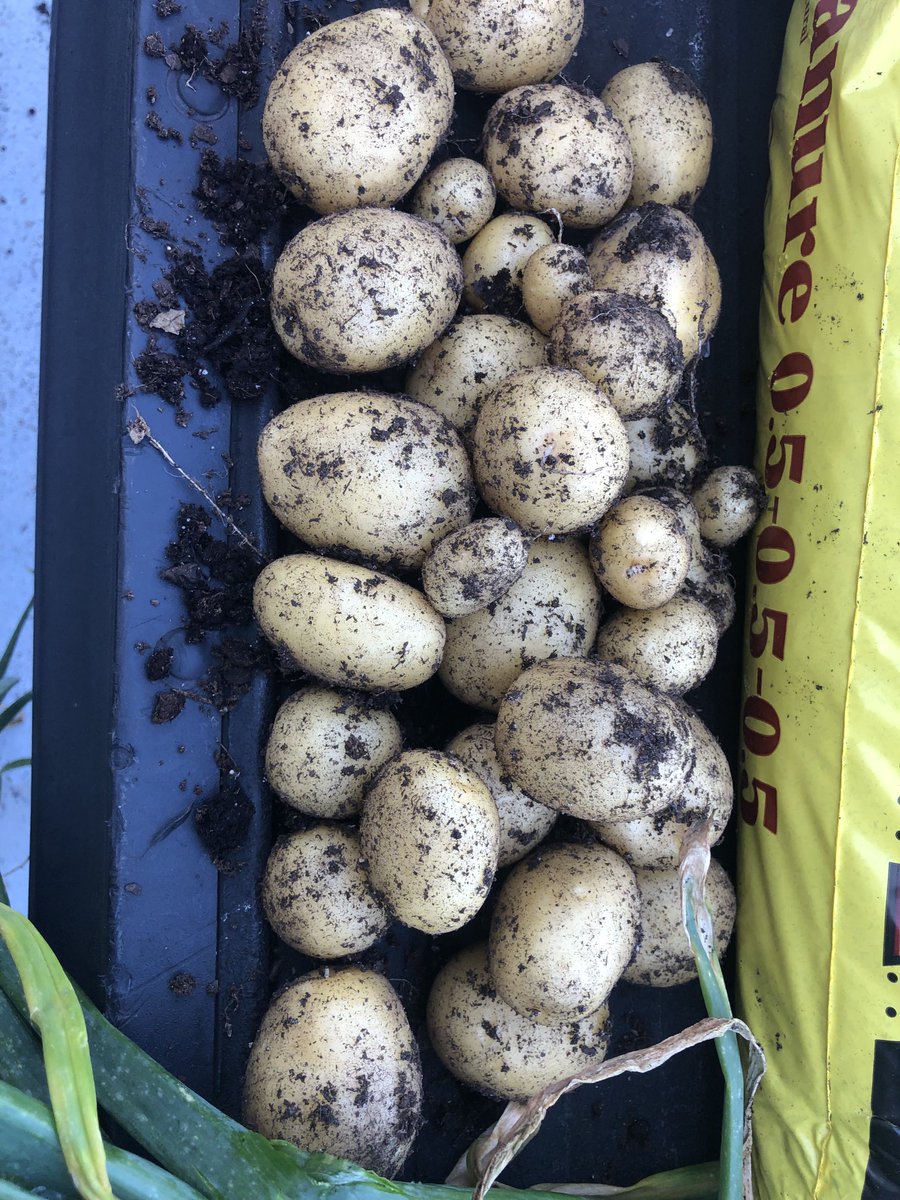 Onions and Potato’s from yesterdays harvest 🥔🧅🥔🧅🥔🧅🥔🧅🥔🧅