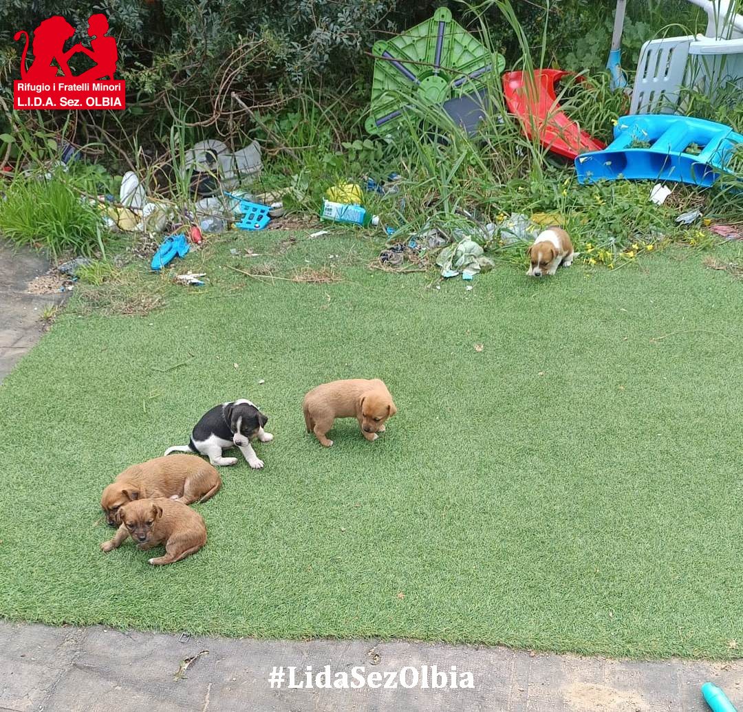 Lida sez. Olbia ODV tweet media