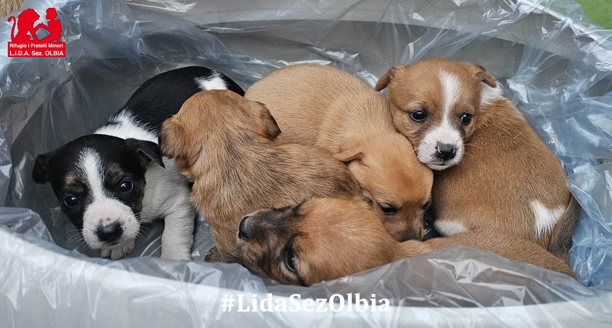 Lida sez. Olbia ODV tweet media