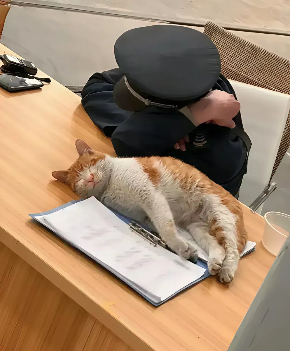 Dreamz Net Solutions tweet media