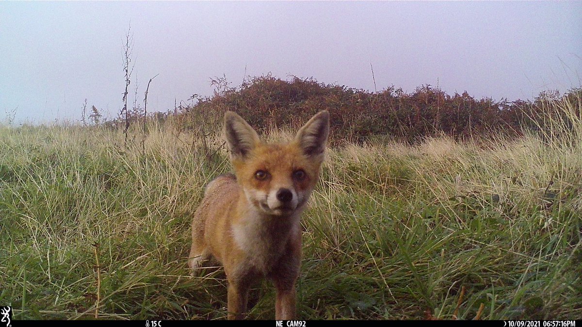 trailcam tweet media