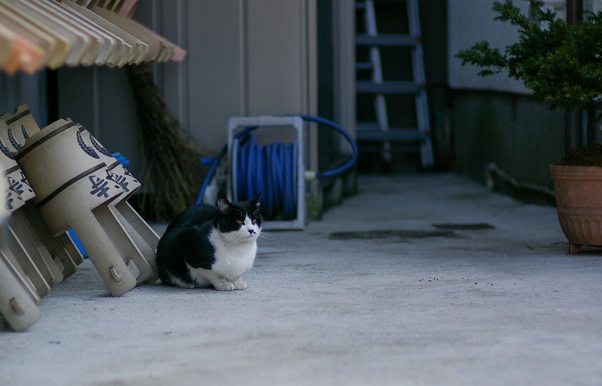 イツカノドコカ tweet media