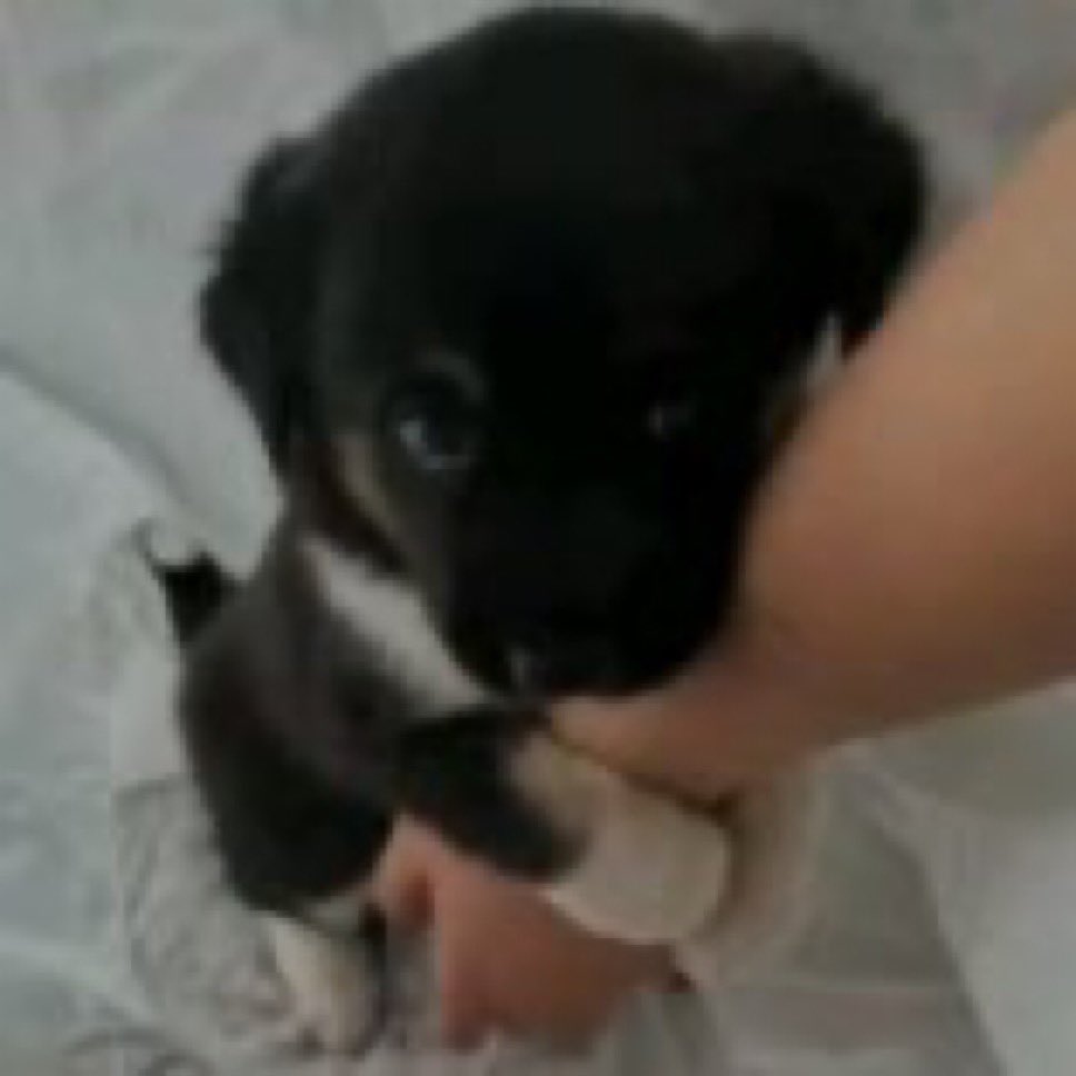 dieguinho tweet media