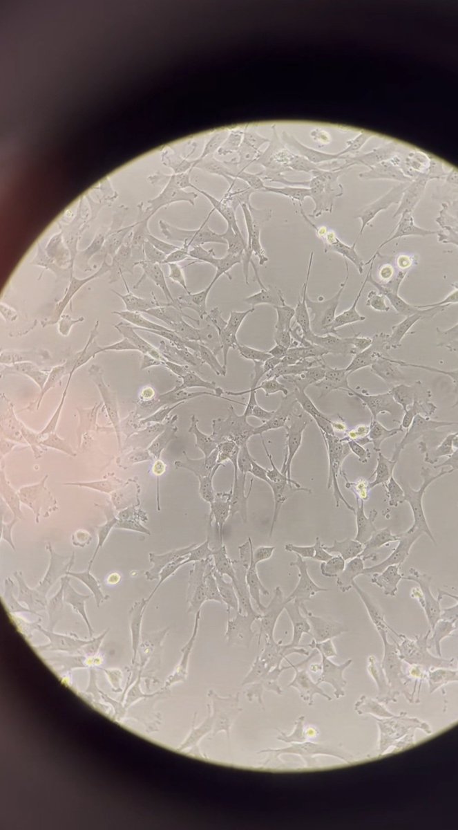 tuğçe kaya 𝛙 tweet media