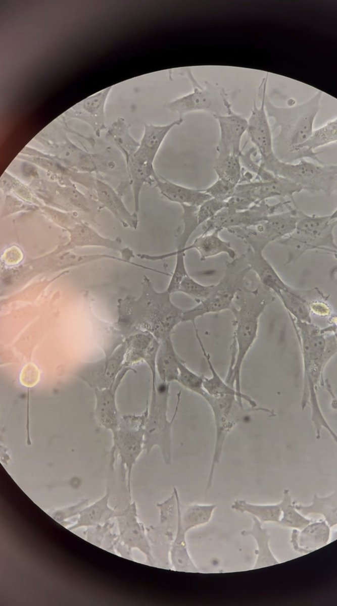 tuğçe kaya 𝛙 tweet media