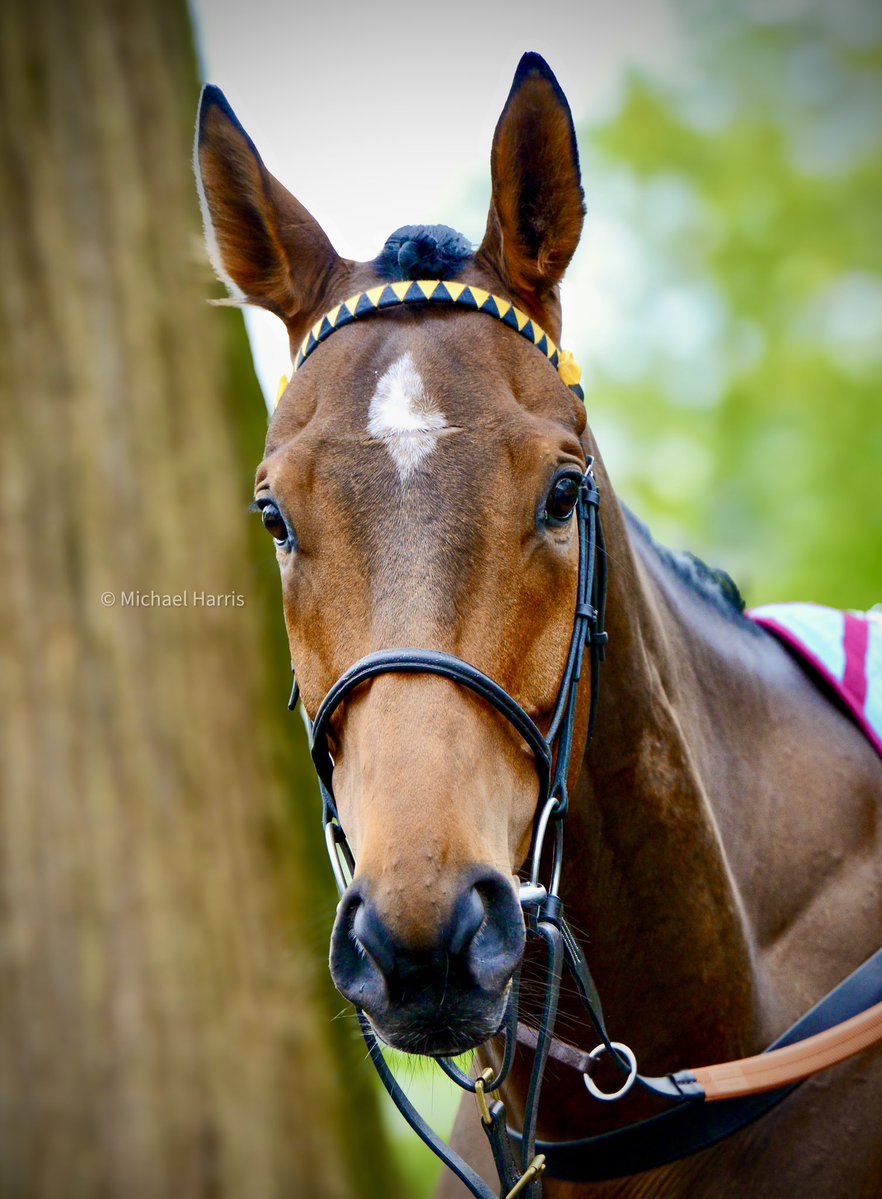 Michael Harris tweet media