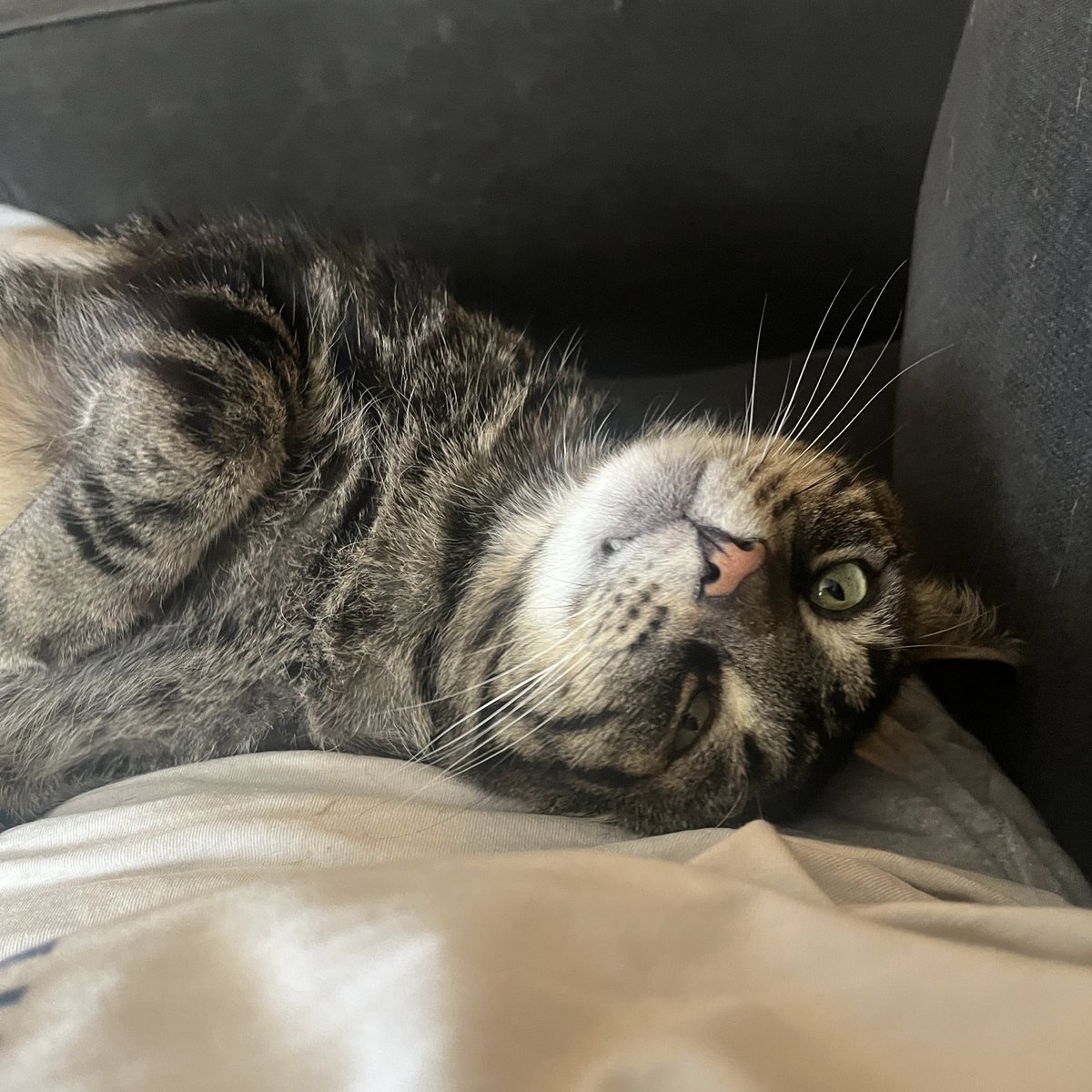 Fishtopher and Friends tweet media