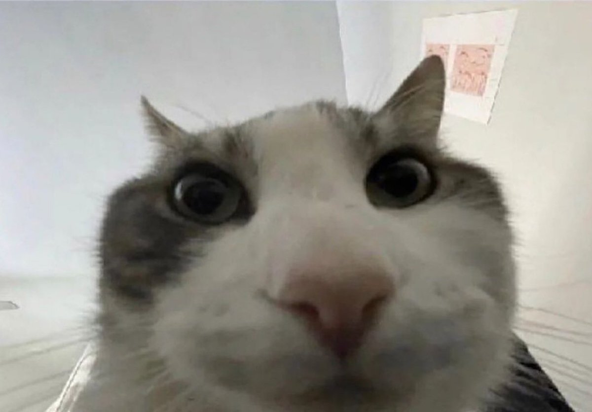 let me in tweet media