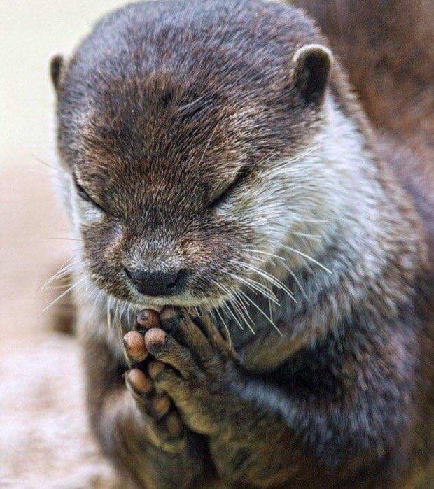 __도저 tweet media