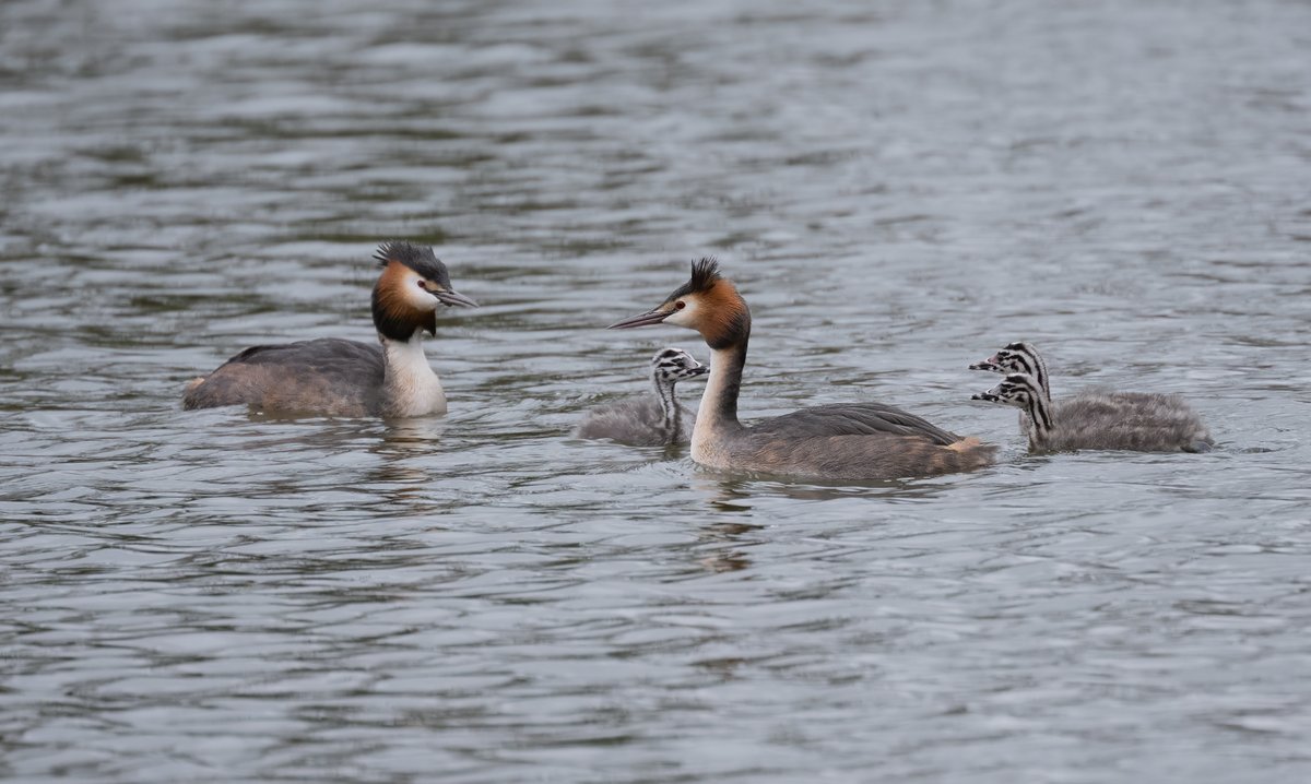 david alan bird tweet media