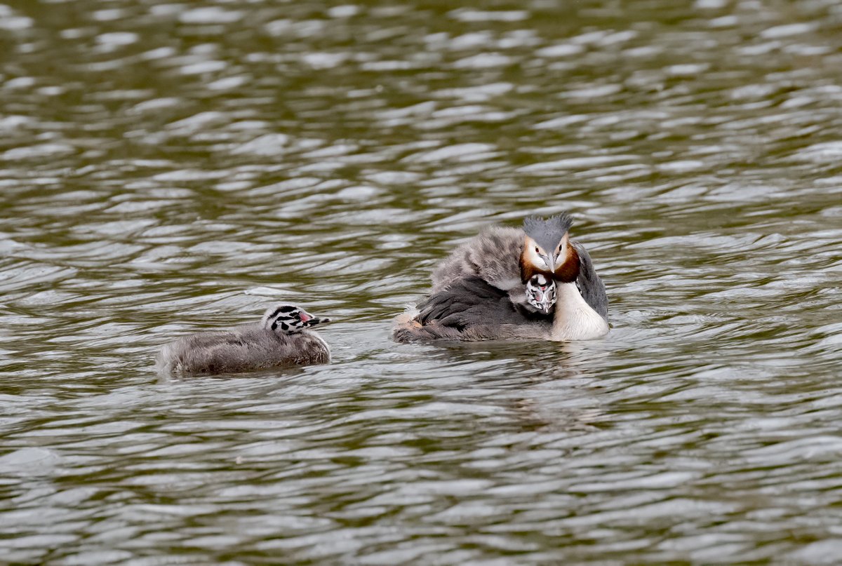 david alan bird tweet media