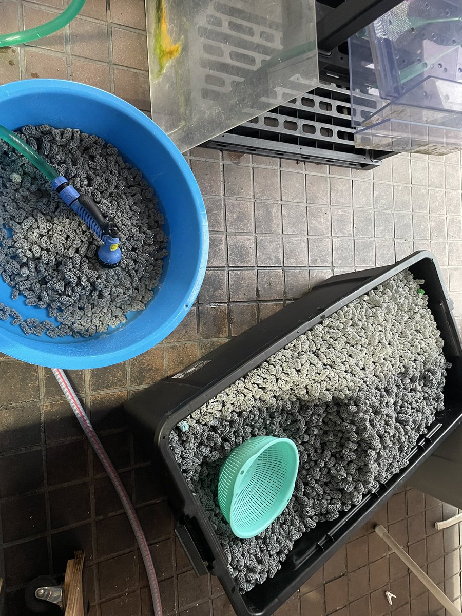 ろ材洗うだけで筋肉痛、、
そろそろ引退かねーﾋｨｰ(((ﾟДﾟ)))ｶﾞﾀｶﾞﾀ