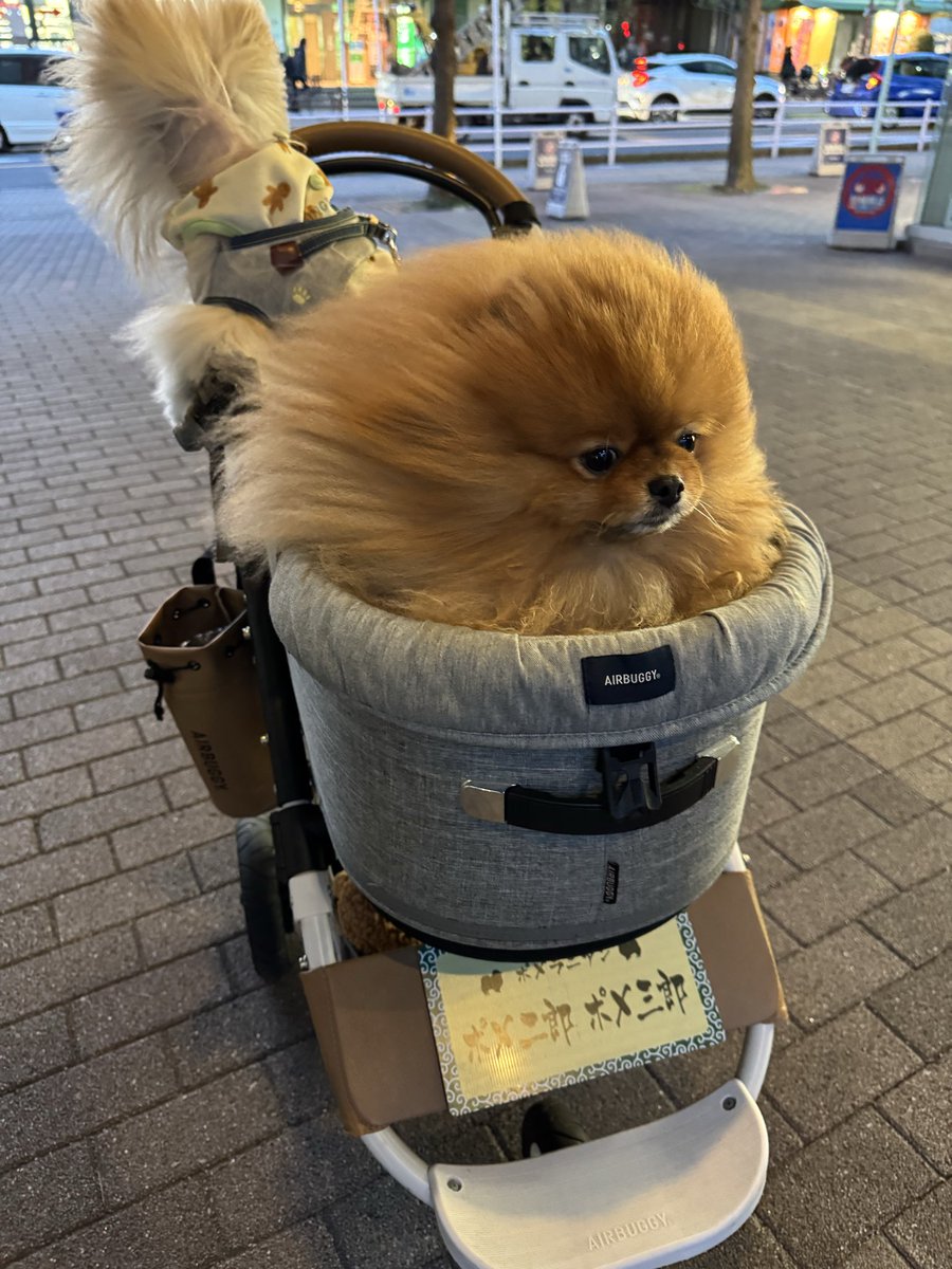 ポメラニアン tweet media