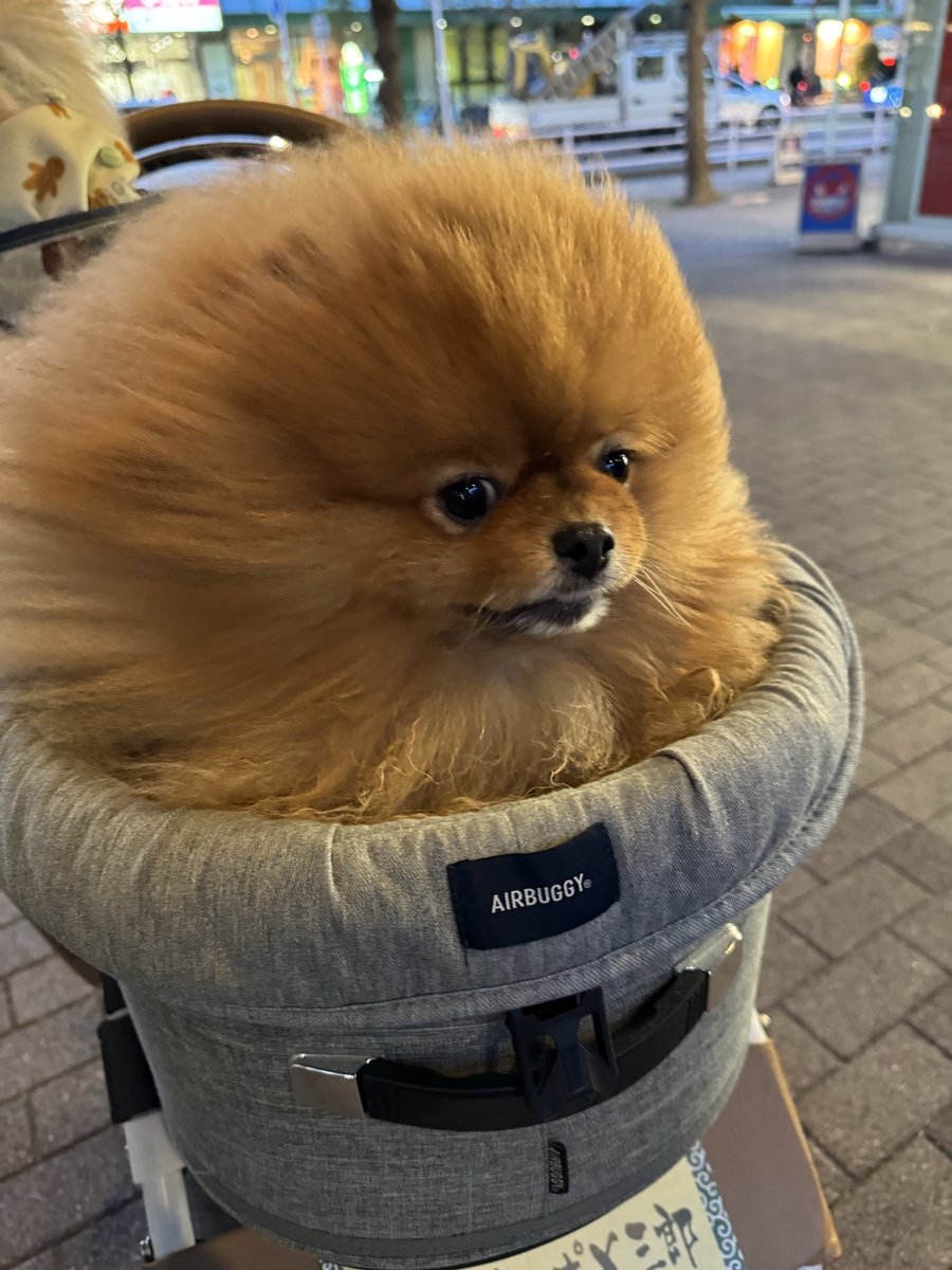 ポメラニアン tweet media