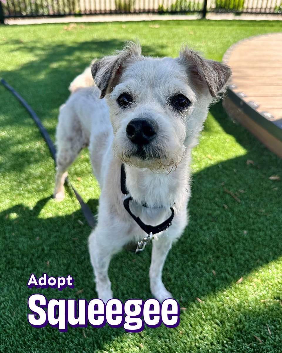 Joybound People & Pets tweet media