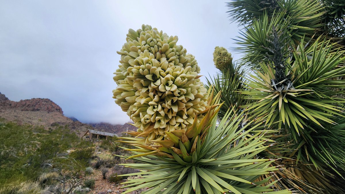 CA State Parks tweet media