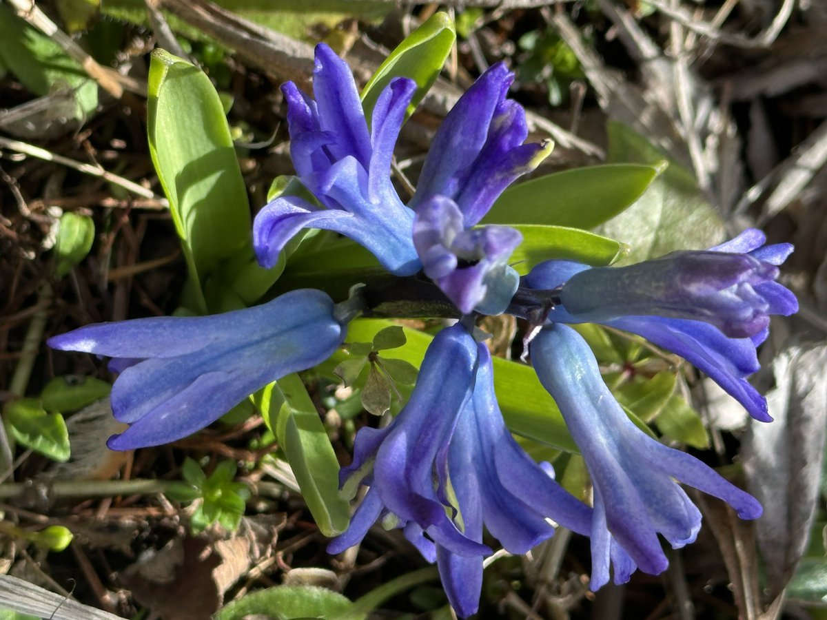 VanIsleGardener's tweet image. A hyacinth - a little on the skimpy side - in #MyGarden for #TuesdayBlue 
#SpringBulbs #SpringFlowers #Gardening