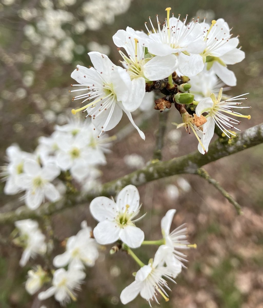 Beautiful Garden tweet media