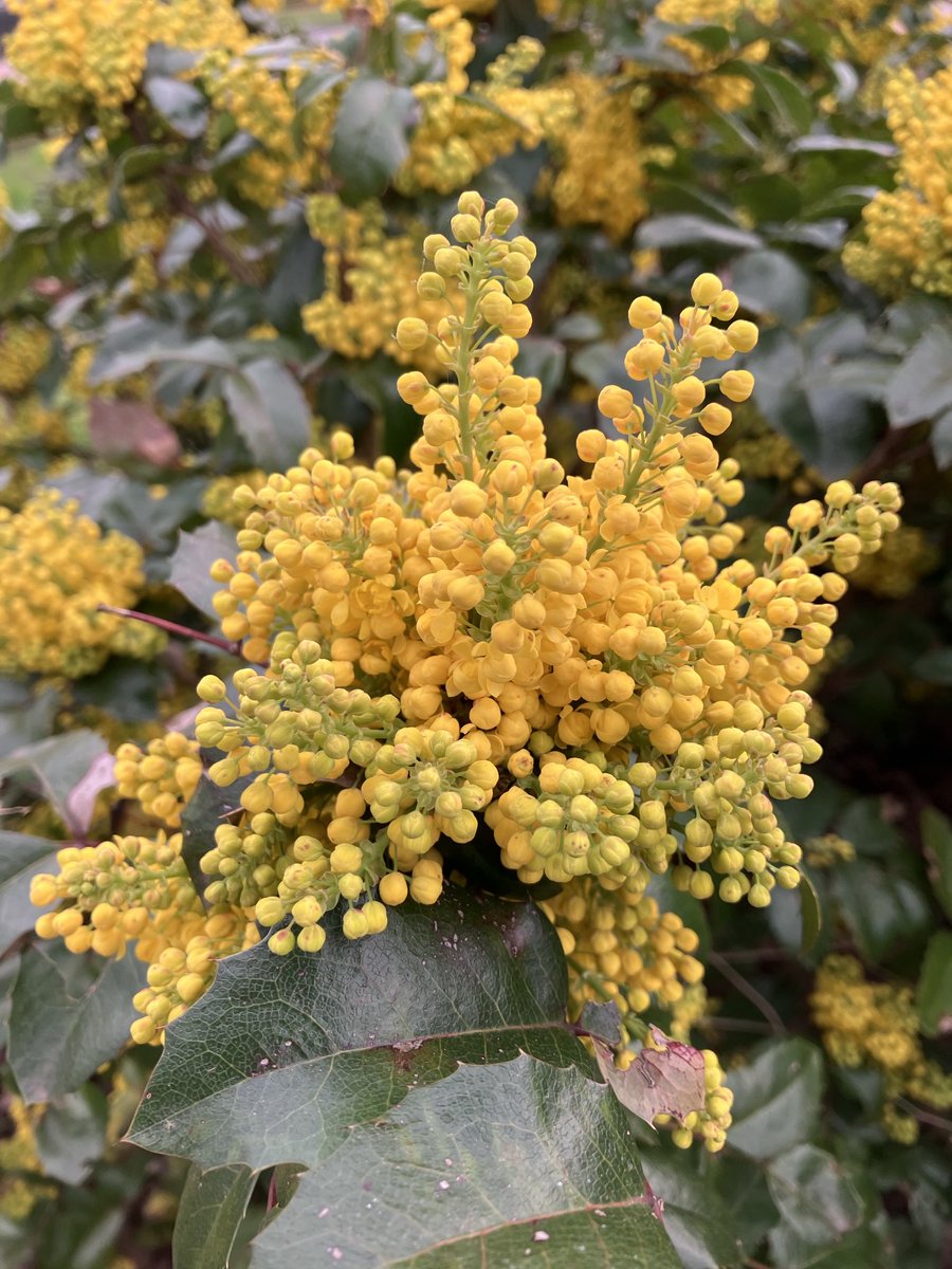 Beautiful Garden tweet media