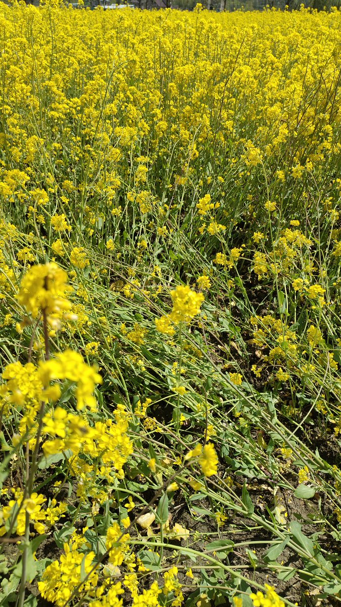 OppenHeimer 🇵🇸 tweet media