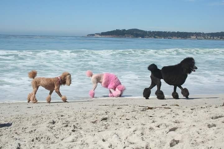 navi 𓏲ּ𝄢 tweet media