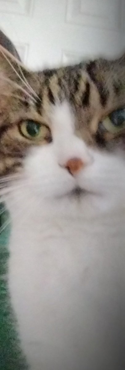pollyjo12's tweet photo. This is the face of a housecat that gives zero shits that he's just managed to squeeze out a window (with a cat lock on) and get caught legging round the patio in the rain
Not today (or ever) you Houdini looking furry little fkkr #notarsed https://t.co/Sqa3G8feef
