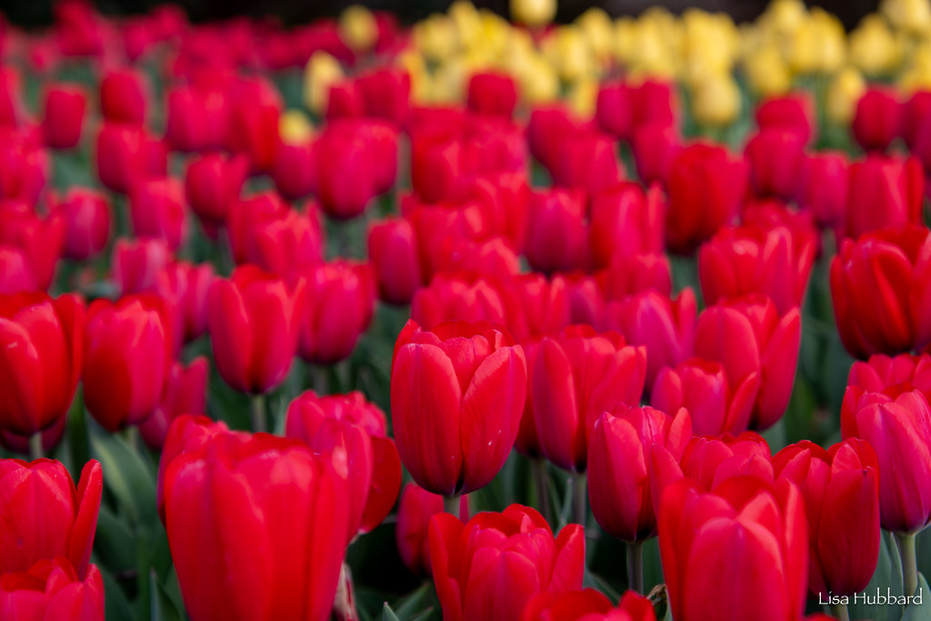 Cincinnati Zoo tweet media