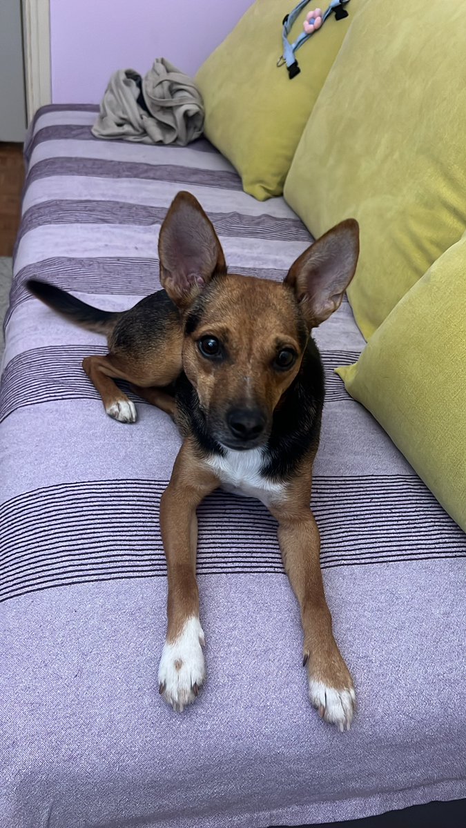 АлегзИШ tweet media