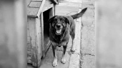 Vinteoito | X Monetization tweet media