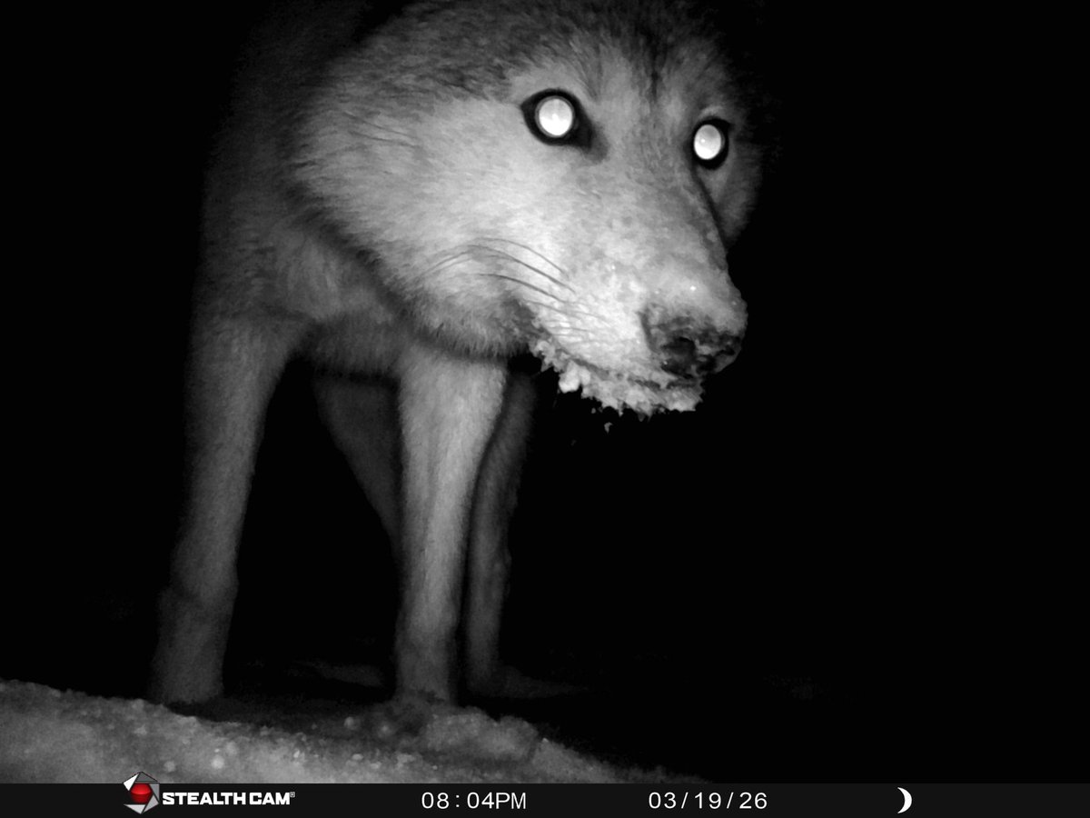 trailcam tweet media
